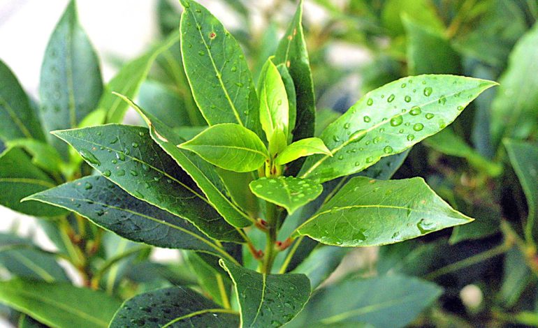 Funksionon Vërtet – Kura Tradicionale me Gjethe Dafine për Shëndetin e Pankreasit