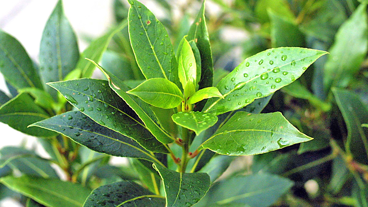 Funksionon Vërtet – Kura Tradicionale me Gjethe Dafine për Shëndetin e Pankreasit