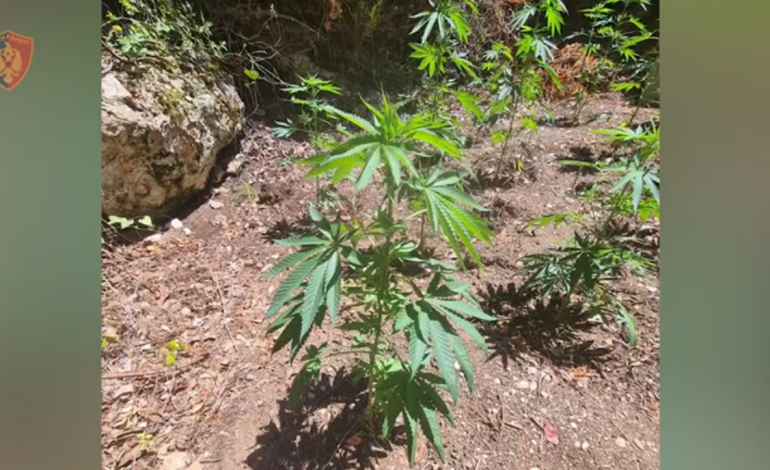 Kultivim kanabisi në Shkodër/ Arrestohet kryeplaku i fshatit Pepsumaj dhe bashkëpunëtori 31-vjeçar