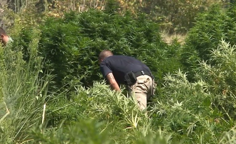 69 kryepleq të prangosur për shpërdorim detyre me parcelat e hashashit, Haxhi Murati: Kanë ardhur nga rrethet kanë mbjellë drogë, nga t’i gjeja… unë nuk nuhas