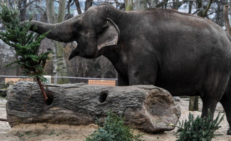 Eksperienca e frikshme e fotografit në Sri Lanka: Njerëzit dhe elefantët po luftojnë me njëri-tjetrin për mbijetesë! Të dyja palët po vdesin me ritme alarmante