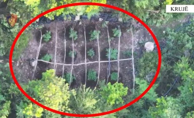 Kultivonte kanabis në zona të pyllëzuara të fshatit Mukje në Krujë, arrestohet një 53-vjeçar