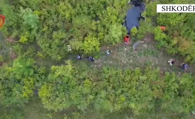 Parcela me kanabis në Velipojë/ Arrestohet 43-vjeçari, vihet nën hetim kryetari i Postribës