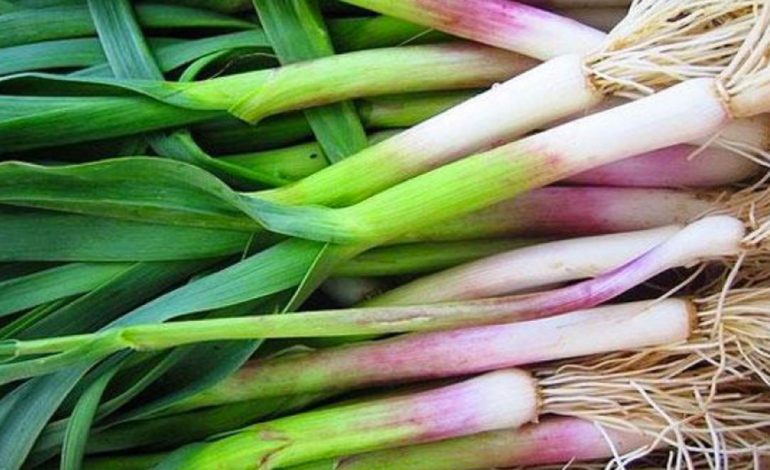 Hudhrat e Njoma si Mrekulli e Natyrës – Vlerat për Shëndetin