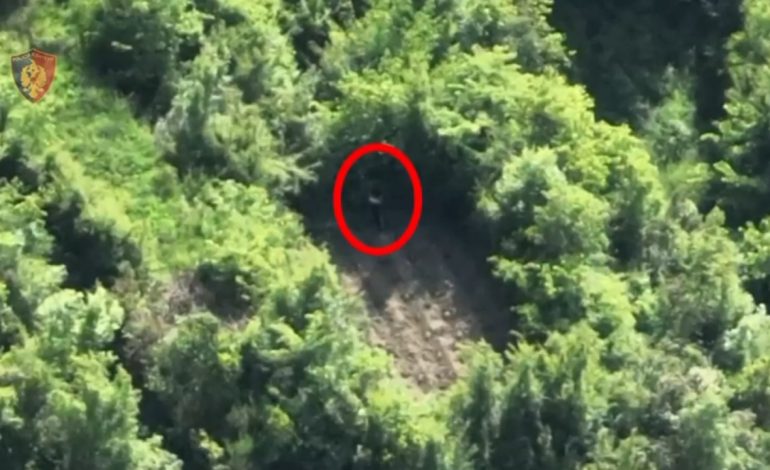 Kultivuan qindra bimë kanabis në pyllin e fshatit Mukje, arrestohen 2 persona në Krujë