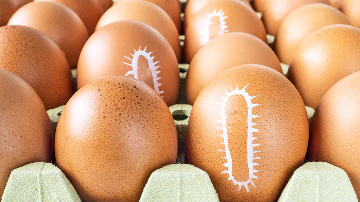 Salmonela: Pyetje dhe Përgjigje për Bakterin e Rrezikshëm