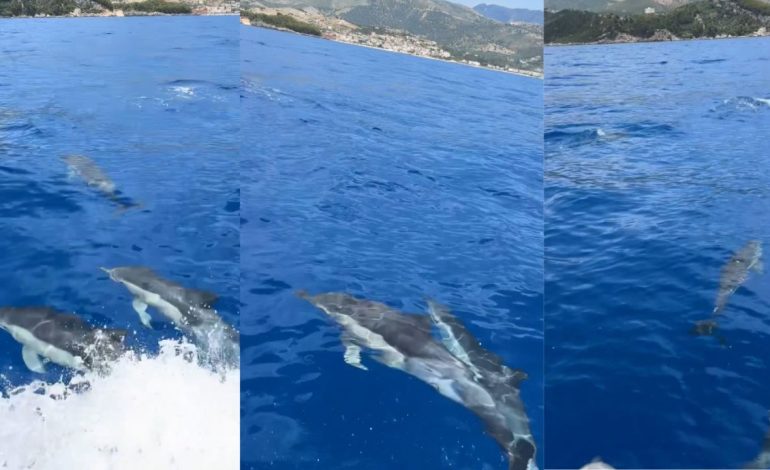 Video/ Pamje mahnitëse nga Himara, delfinët dhurojnë spektakël për turistët