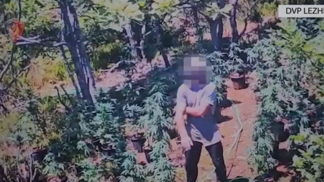 Njëri punonte dhe tjetri e shihte, çfarë ndodhte në parcelën ku kultivohej lënda narkotike