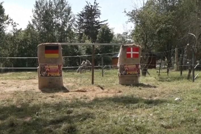 VIDEO/ Gjermani-Danimarkë, elefanti “Bubi” parashikon rezultatin e saktë