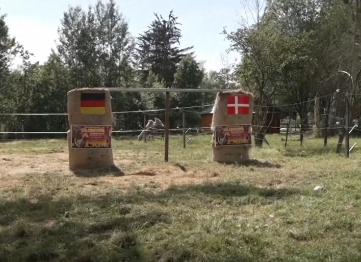 VIDEO/ Gjermani-Danimarkë, elefanti “Bubi” parashikon rezultatin e saktë
