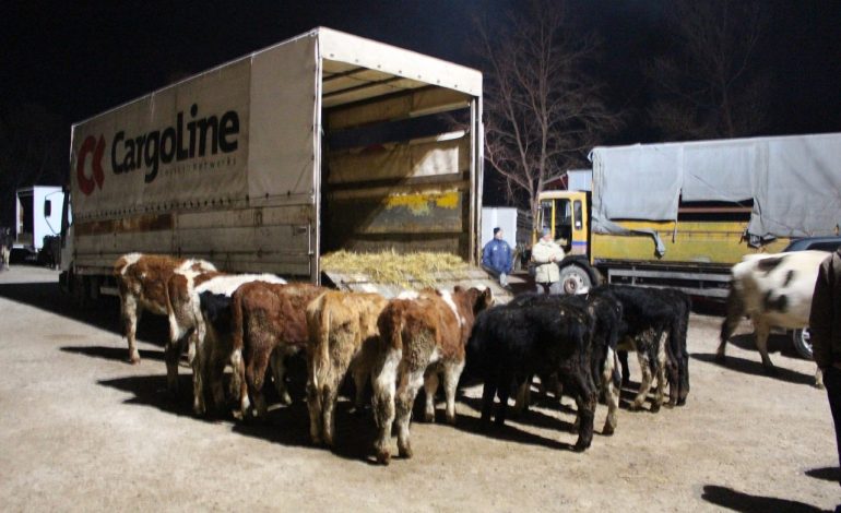Masakër në Korçë nën hundën, me dijeninë dhe mbështetjen e zyrtarëve të lartë, importohen e hyjnë në Shqipëri kafshë pa matrikuj, pa origjinë e me brucelozë. Një çeshtje e re që duhet rë hapë SPAK