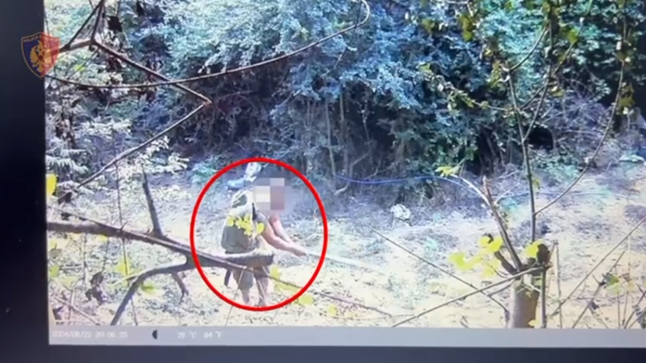 Parcelë me kanabis në mes të pyllit, arrestohen tre vëllezërit në Durrës
