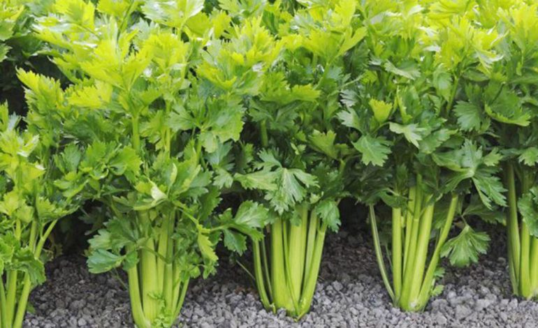 Urthi – Cilat Janë Ushqimet Më Të Mira, Cilat Janë Të Dëmshme