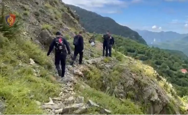 Kontrolle nga ajri, gjenden mbi 14 mijë bimë kanabisi në katër zona të qarkut Shkodër