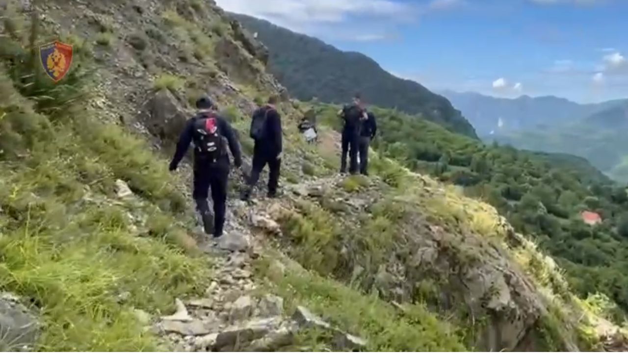 Kontrolle nga ajri, gjenden mbi 14 mijë bimë kanabisi në katër zona të qarkut Shkodër
