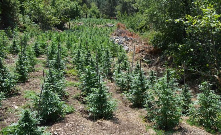 Foto/ Plantacion me 958 rrënjë kanabis, tre shqiptarë të arrestuar në Greqi!