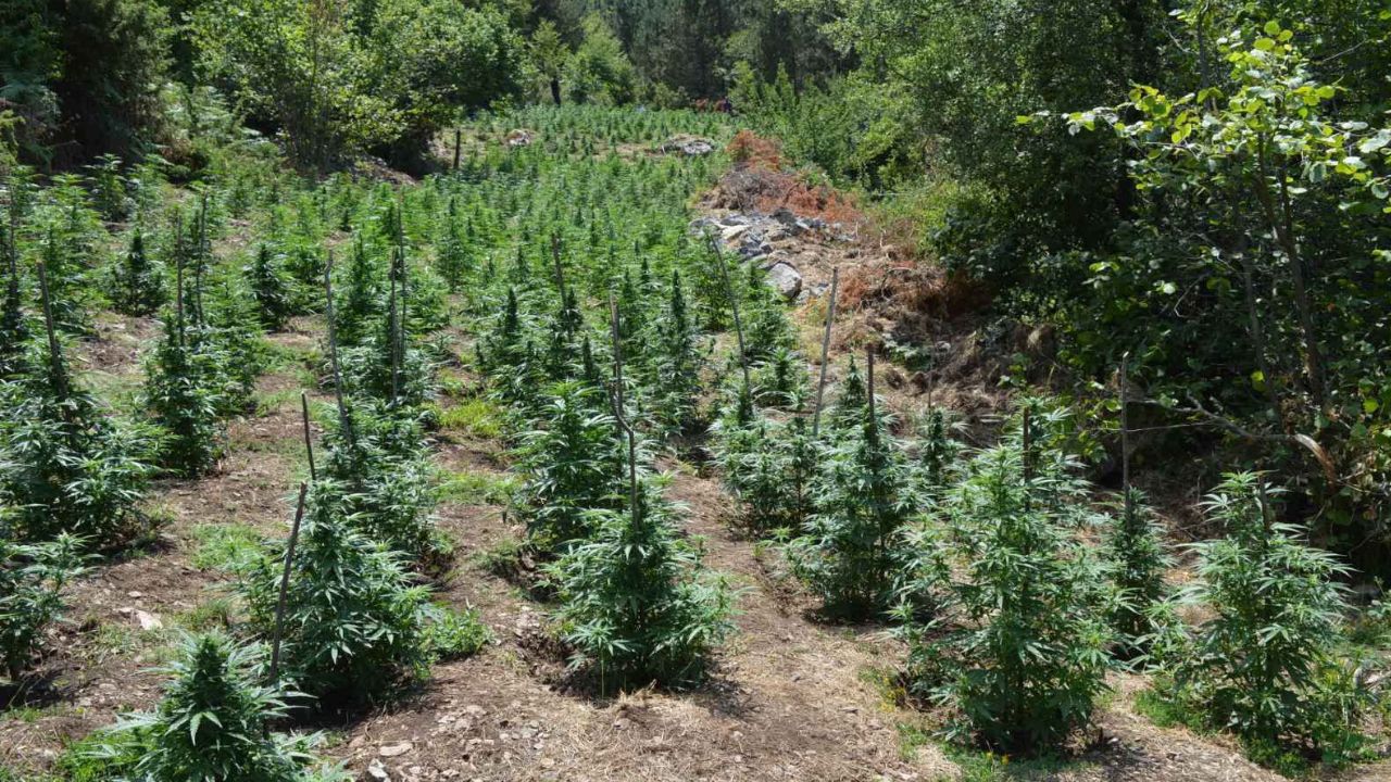 Foto/ Plantacion me 958 rrënjë kanabis, tre shqiptarë të arrestuar në Greqi!
