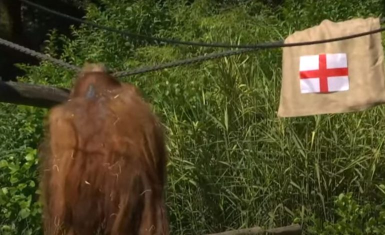 Spanja apo Anglia? Kush e fiton Euro 2024 sipas orangutangut Walter