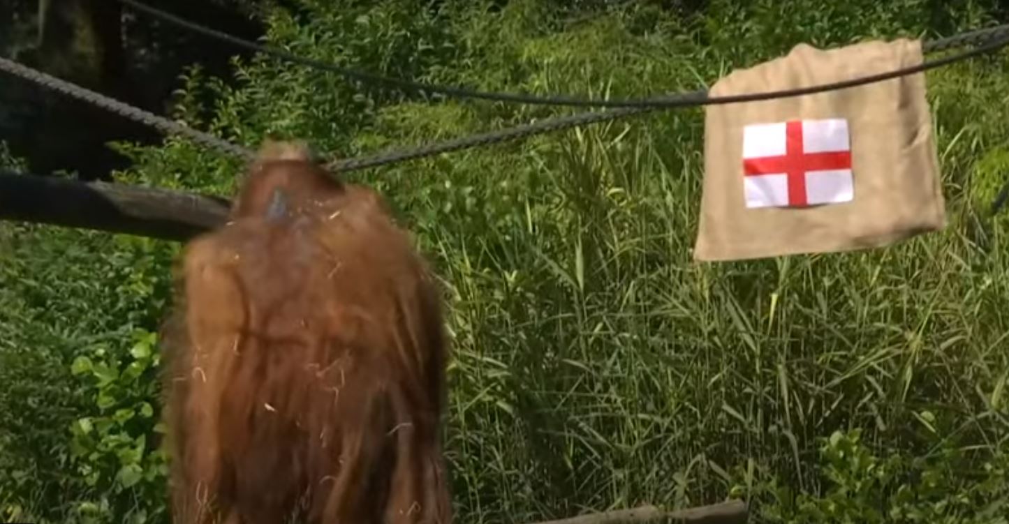 Spanja apo Anglia? Kush e fiton Euro 2024 sipas orangutangut Walter