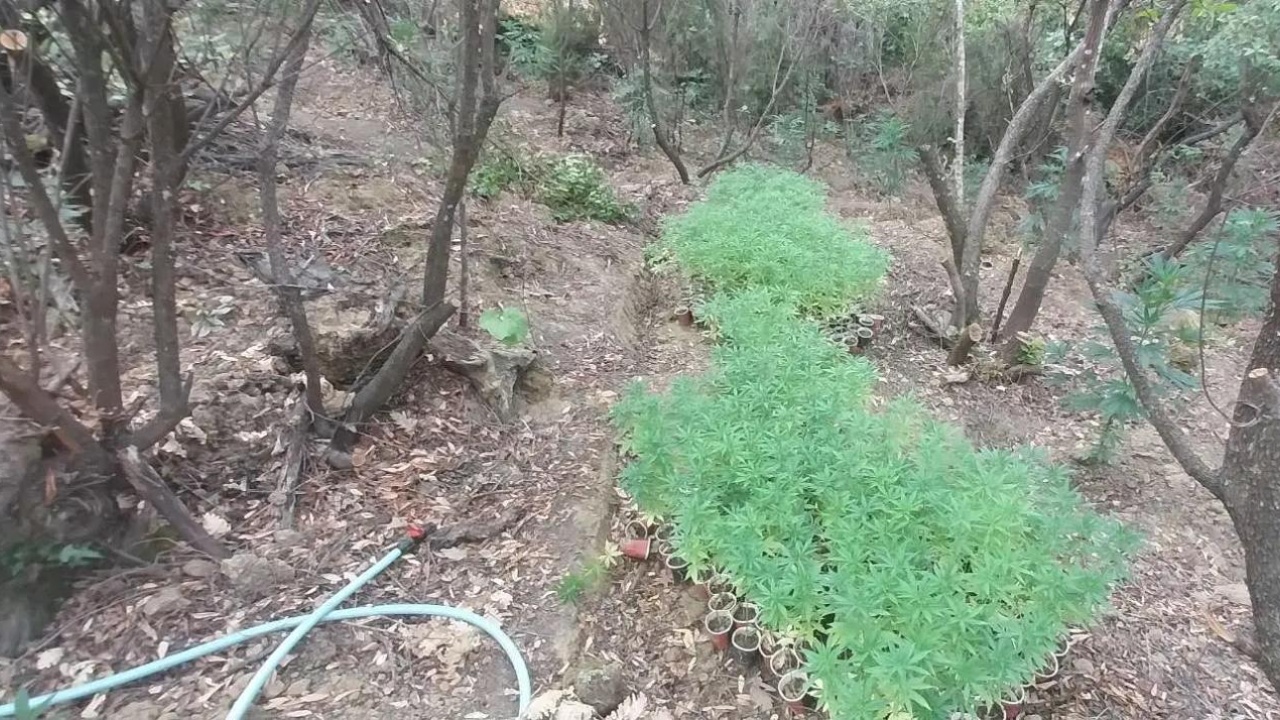 FOTOT/ Zbulohet plantacion i madh me cannabis në kufirin greko-shqiptar