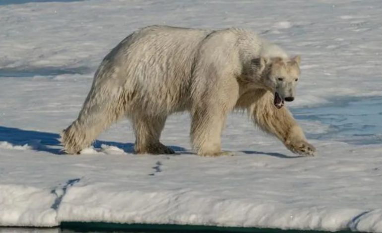 Vritet nga arinjtë polarë punëtori kanadez, autoritetet: Sulm i rrallë fatal