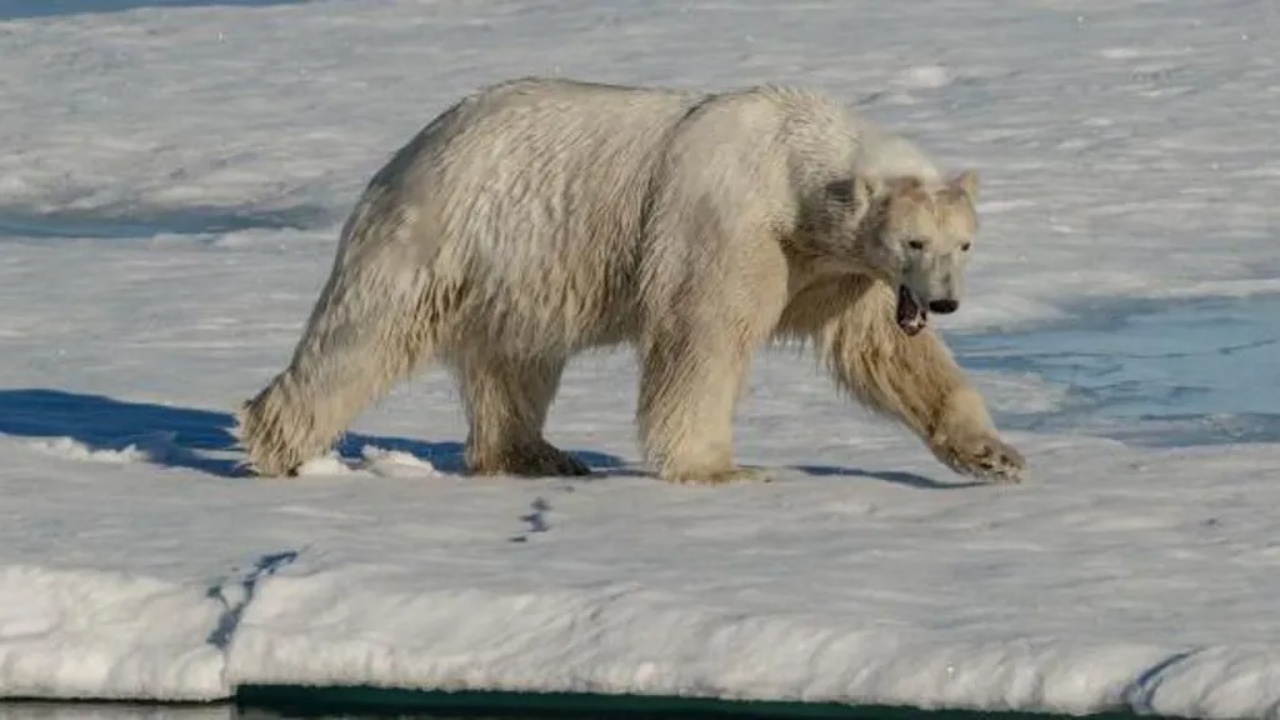 Vritet nga arinjtë polarë punëtori kanadez, autoritetet: Sulm i rrallë fatal