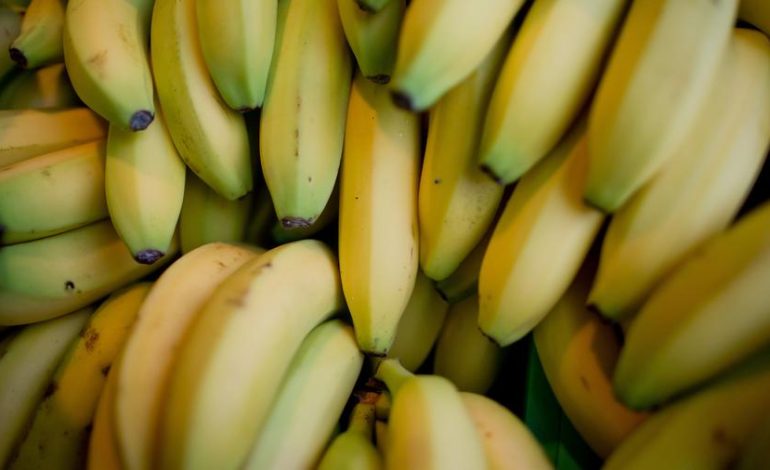 Sasi “rekord”/ Kapen 148 kg kokainë në Itali, arrestohen “pritësit” shqiptarë! Droga nga Ekuadori me destinacion Zvicrën