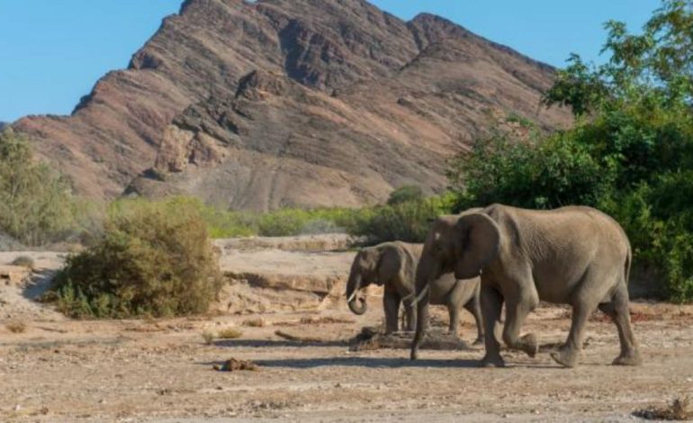 Njihuni me vendin që po planifikon të vrasë më shumë se 700 kafshë, përfshirë elefantët dhe hipopotamet, për t’i konsumuar mishin!