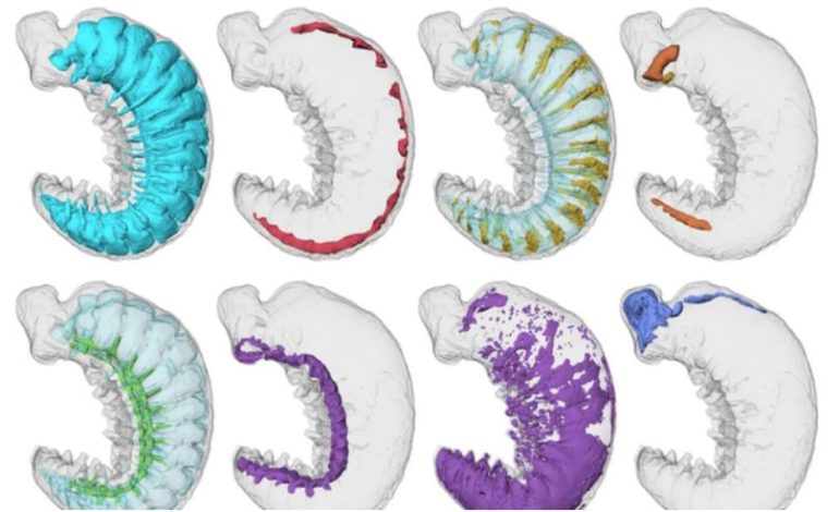 Ç’të jetë vallë?! Historianët zbulojnë krijesën gjysmë miliardë vjeçare