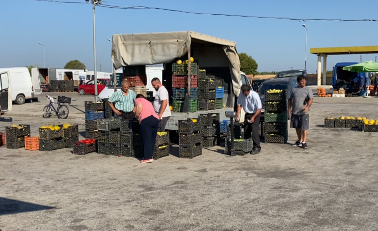 Pse po rriten çmimet? Fermerët në Lushnjë: Po shesim shumë lirë, mungon kontrolli tek tregtarët e shumicës