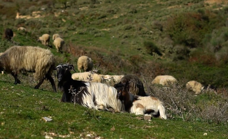 Murtaja e deleve/ Shqipëria ndalon importin e kafshëve, vendosen postblloqe në akset nacionale