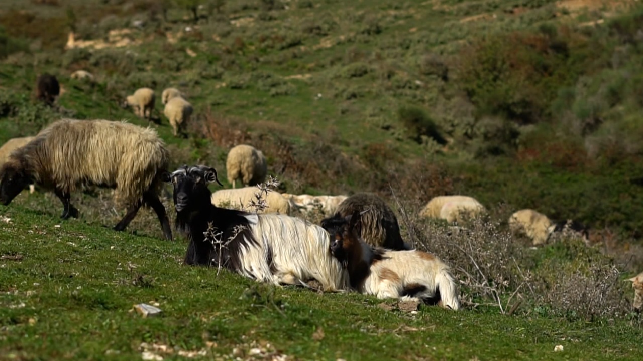 Murtaja e deleve/ Shqipëria ndalon importin e kafshëve, vendosen postblloqe në akset nacionale