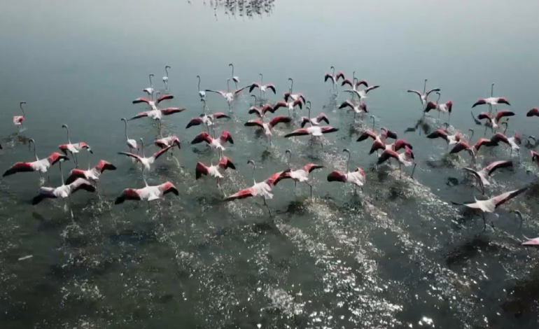 Flamingot pushtojnë Nartën! Turistët shijojnë spektaklin e rrallë në lagunën e njohur të Vlorës