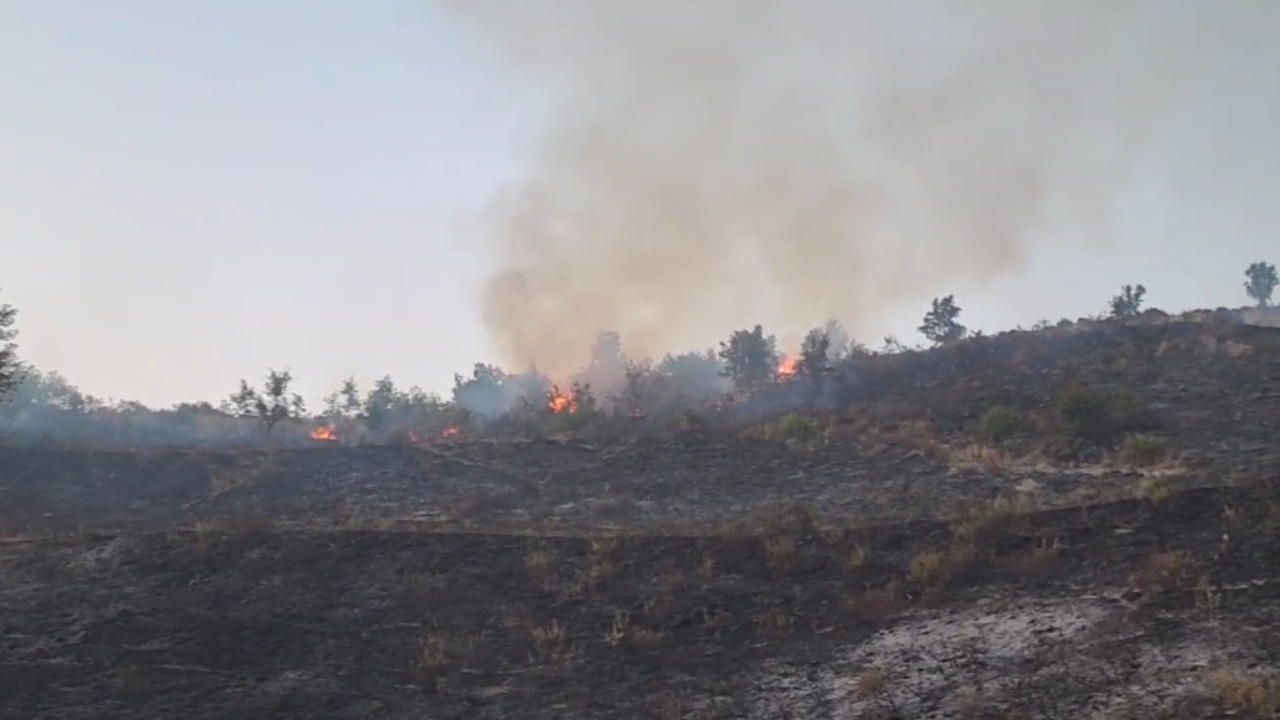 Zjarri në Mallakastër shkrumbon dhjetëra hektarë pisha dhe mijëra rrënjë ullinj, kreu i Emergjencave Civile: Mund të evakuojmë banorët