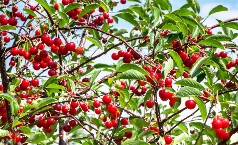 Shëndet i Mirë nga Lëngu i Gjetheve të Qershisë