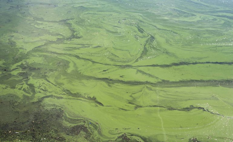 Agjencia e Mjedisit thotë se te Liqeni Artificial nuk ka ndotje