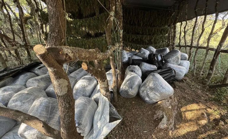 EMRI/ Zbulohet parcela “e barit” në Greqi, sekuestrohen 1.4 ton drogë, pranga shqiptari nga Lezha