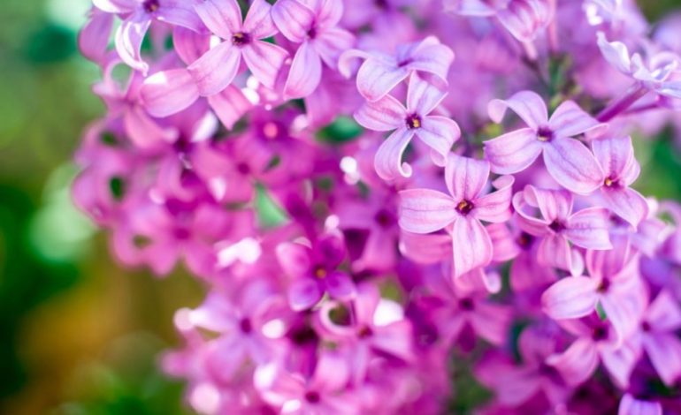 Vaji i jargavanit – Ul temperaturën dhe lufton depresionin