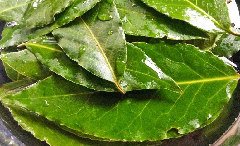 Vaji Esencial i Dafinës – Efektet Shëruese për të Gjitha Organet e Trupit