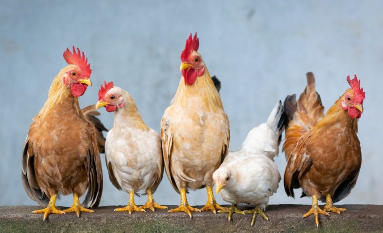 Zbulohet një vatër e gripit të shpendëve në Tiranë