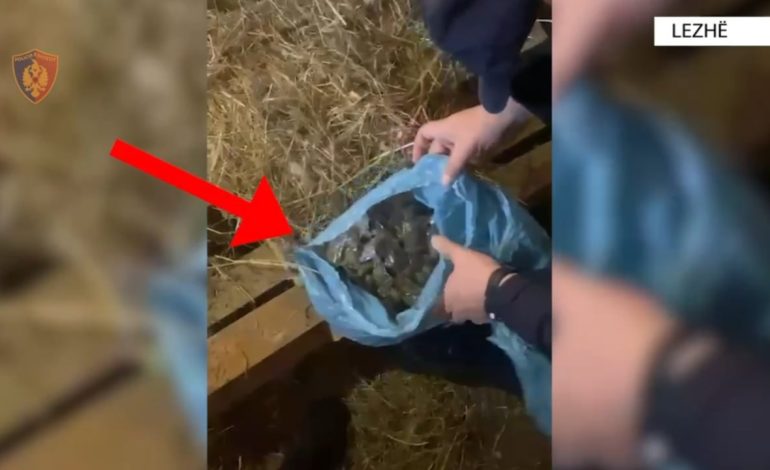 Qindra doza kanabisi gati për shitje, arrestohen dy persona në Lezhë! Disa të tjerë nën hetim