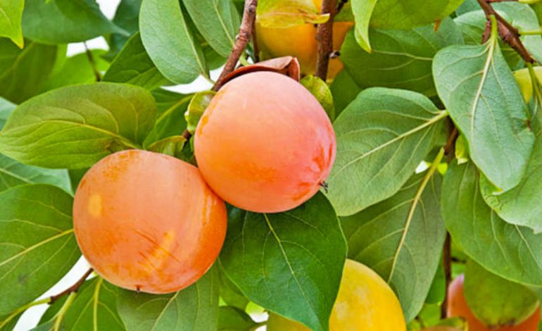 Gjethet e Hurmave për Kocka dhe Zemër të Fortë