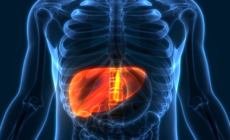 Katër Kura dhe Trajtimet Natyrale Kundër Dhjamit të Tepërt të Mëlçisë