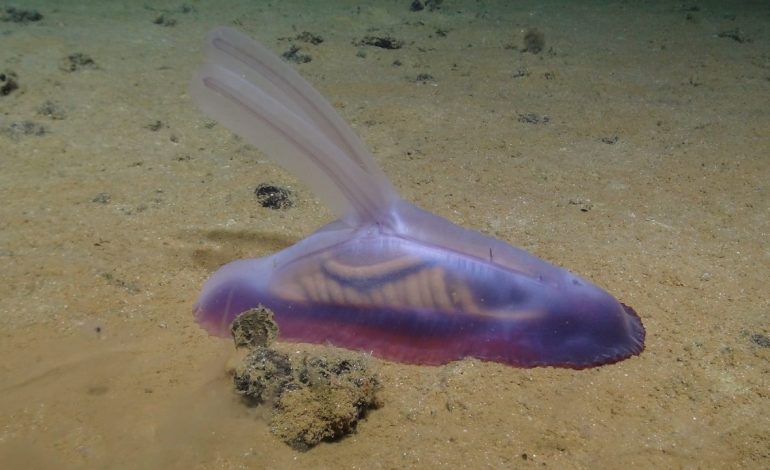 Alienët qëndrojnë në oqeane? Raporti i fundit në Kongresin Amerikan vërteton se në ujërat e thellë ndodhin fenomene të pashpjegueshme