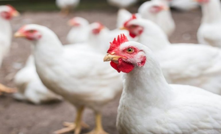 Shpërthen gripi i shpendëve në Mëzez të Tiranës, nis marrja e masave