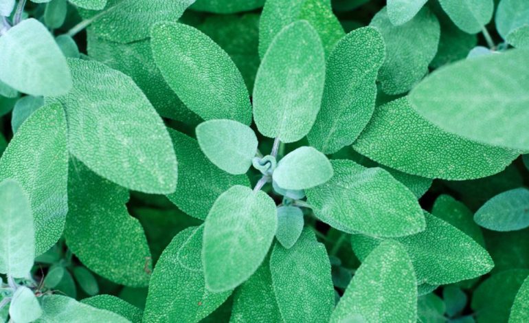 Sherebela, Bekimi i Malësive Shqiptare – Si ta Përdorni për Mëlçinë