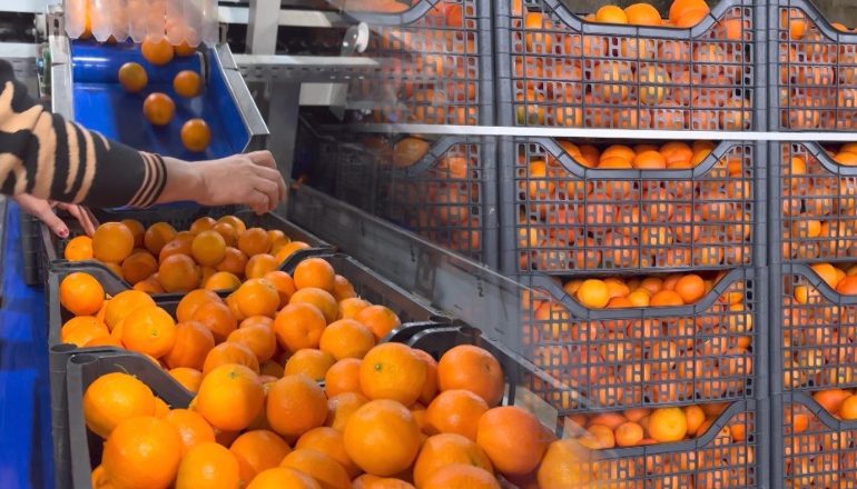 Mandarinat me pesticide të eksportuara nga Shqipëria drejt BE-së u kthyen mbrapsht/ Ministria e Bujqësisë: Nga 924 kamionë, vetëm 3 ngarkesa janë konstatuar me parregullsi! Ky raport nuk duhet të…