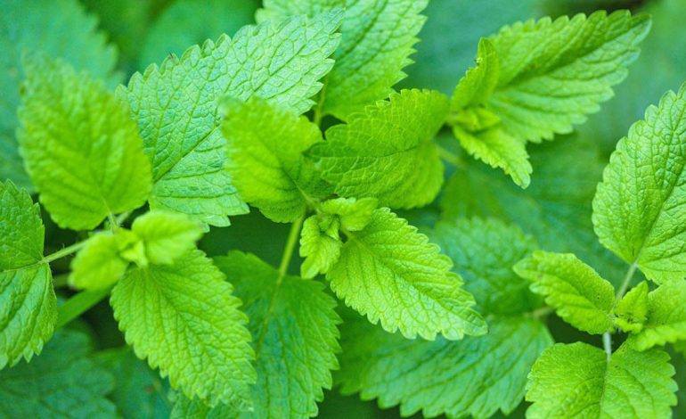 Si të Përdorni Barin e Bletës Kundër Ankthit dhe Nervozizmit