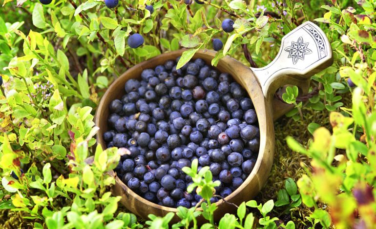 Çaji i Boronicës së Thatë – Si ta Përgatisni dhe Përdorni për Imunitetin