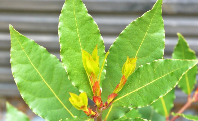 Gjethet e Dafinës – Kurat Natyrale Kundër Refluksit dhe Gripit